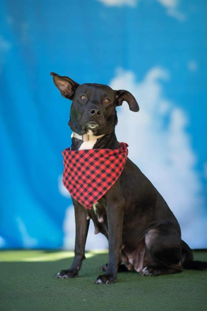 Fairy, Adoptable, Young Female Labrador Retriever & Pit Bull Terrier.