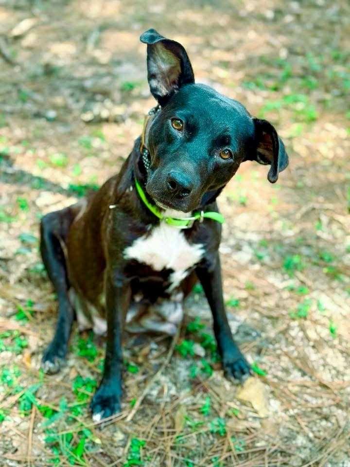 Fairy, a Adoptable mixed breed in Macon, GA image 2/6