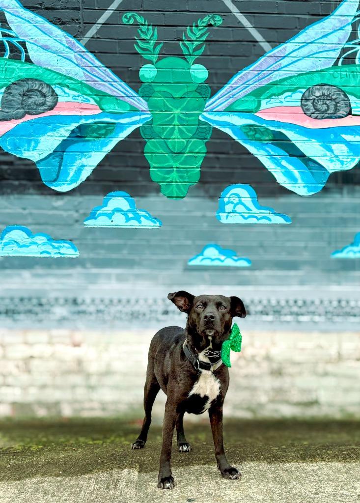 Fairy, a Adoptable mixed breed in Macon, GA image 2/6