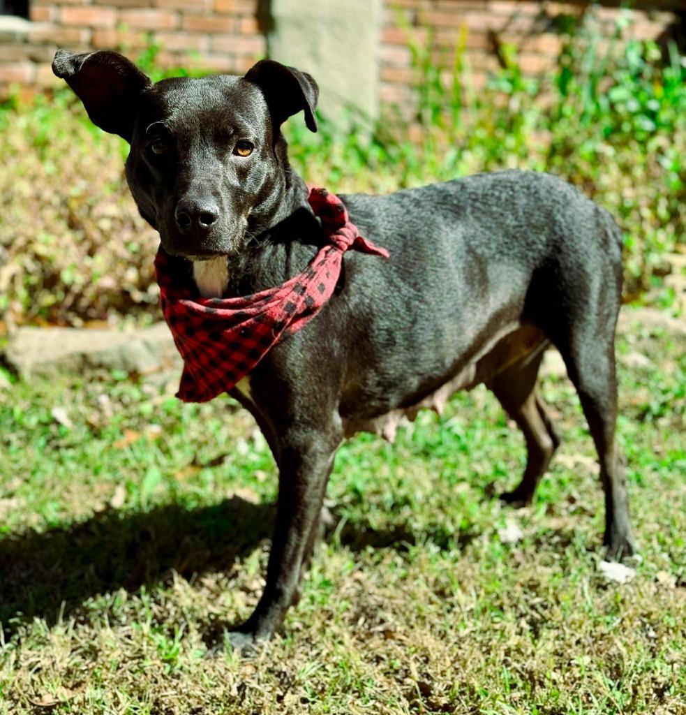 Fairy, a Adoptable mixed breed in Macon, GA image 3/6
