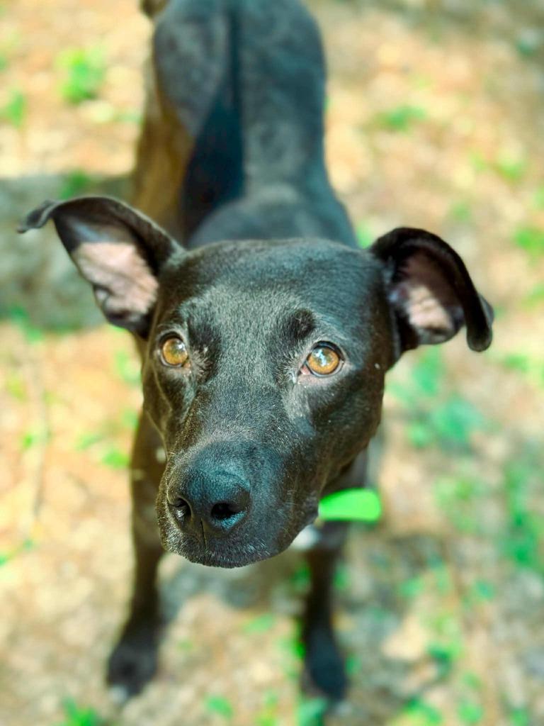 Fairy, a Adoptable mixed breed in Macon, GA image 4/6