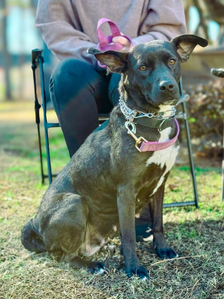 Fairy, a Adoptable mixed breed in Macon, GA image 4/6