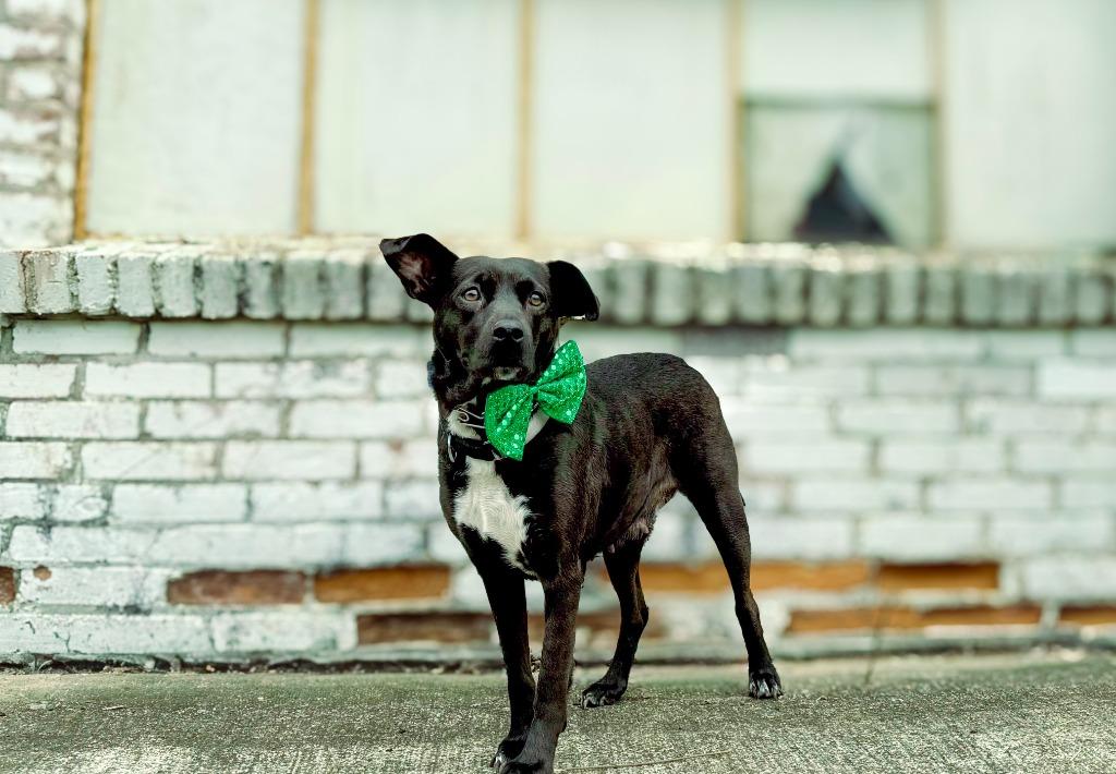 Fairy, a Adoptable mixed breed in Macon, GA image 5/6