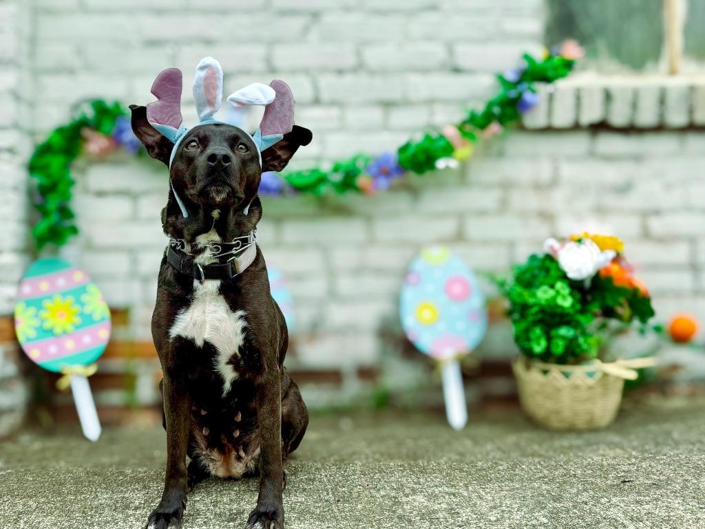 Fairy, a Adoptable mixed breed in Macon, GA image 6/6
