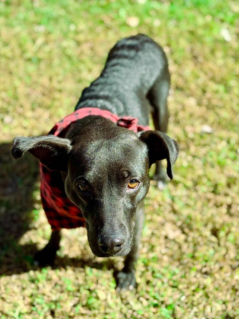 Fairy, a Adoptable mixed breed in Macon, GA image 5/6