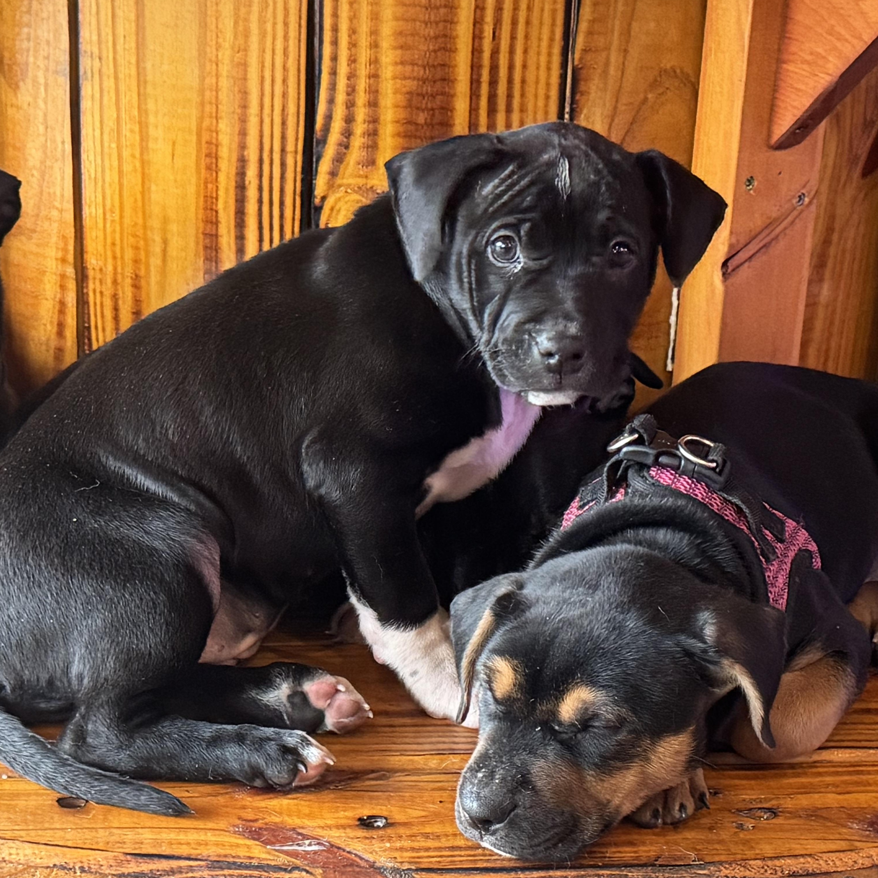 Enlarge Ariel, a ADOPTABLE mixed breed in Calabash, NC image 3/3