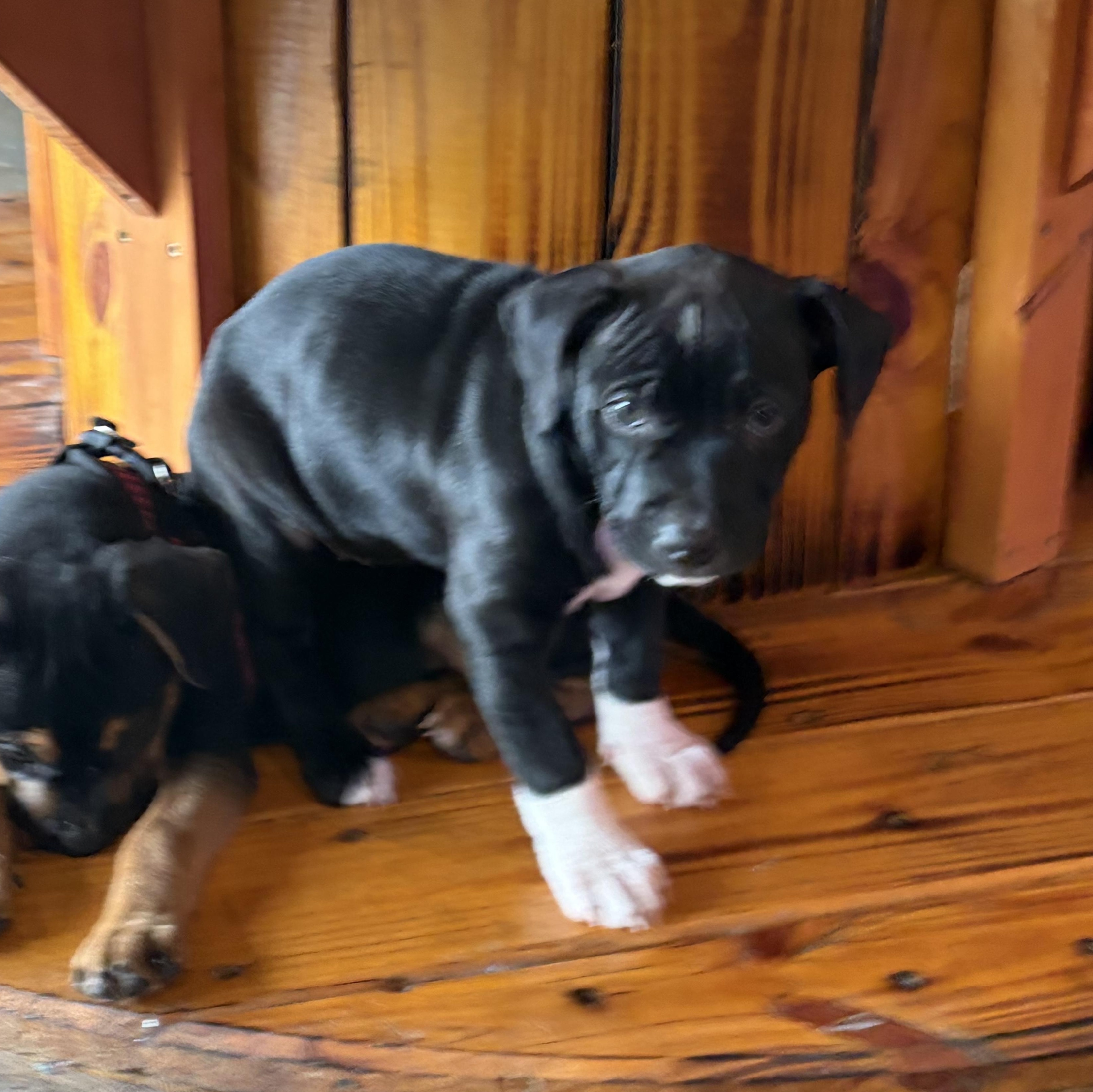 Enlarge Ariel, a ADOPTABLE mixed breed in Calabash, NC image 2/3