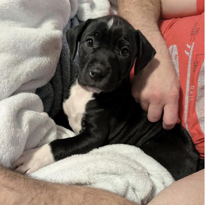 Enlarge Ariel, a ADOPTABLE mixed breed in Calabash, NC image 1/3