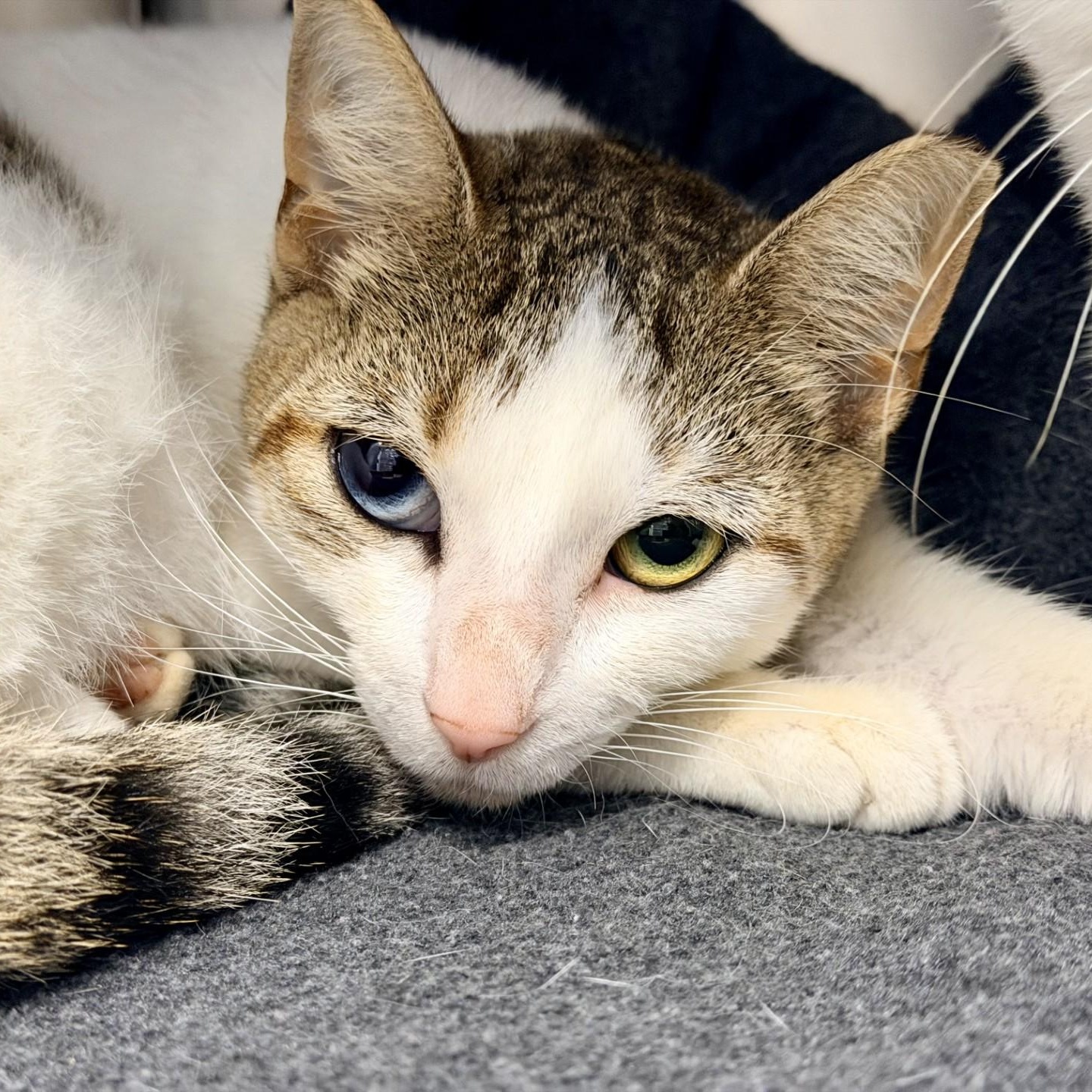 Enlarge Kiara, a ADOPTABLE Domestic Short Hair in Manahawkin, NJ image 2/3
