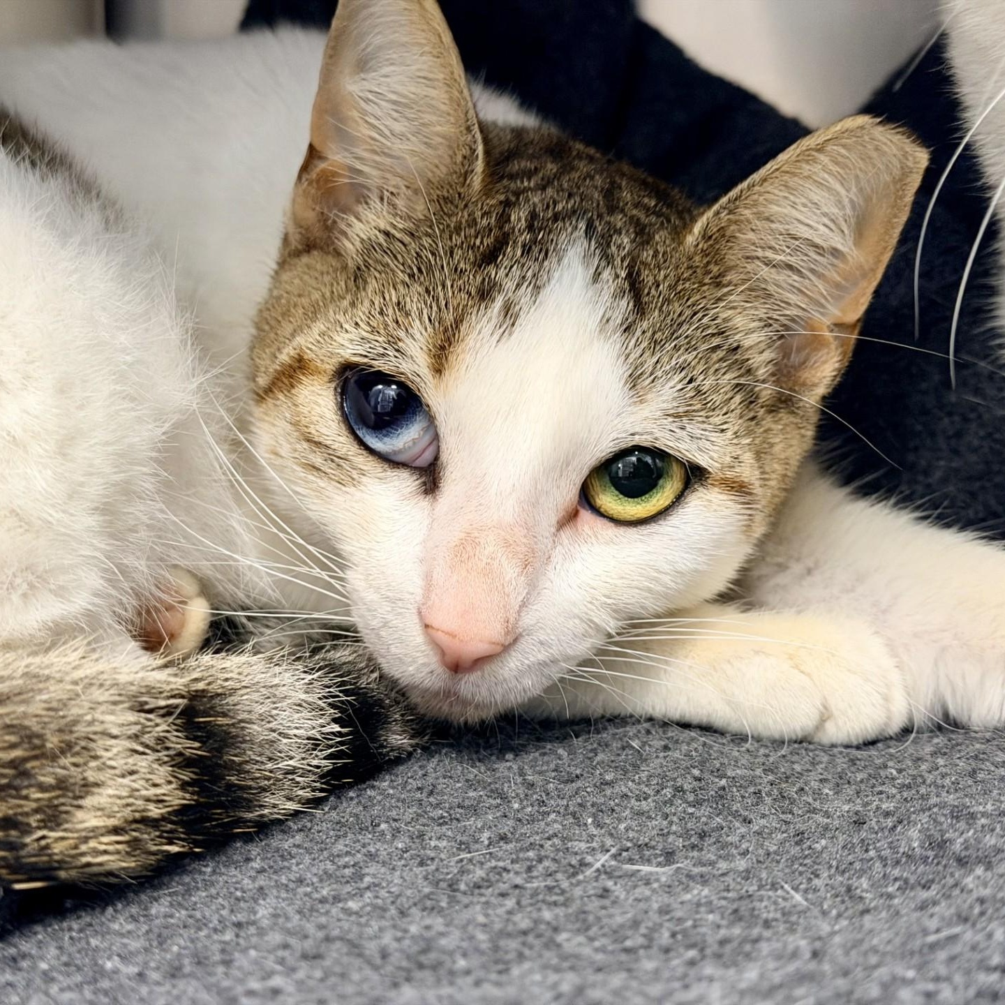 Kiara, ADOPTABLE, Adult Female Domestic Short Hair.