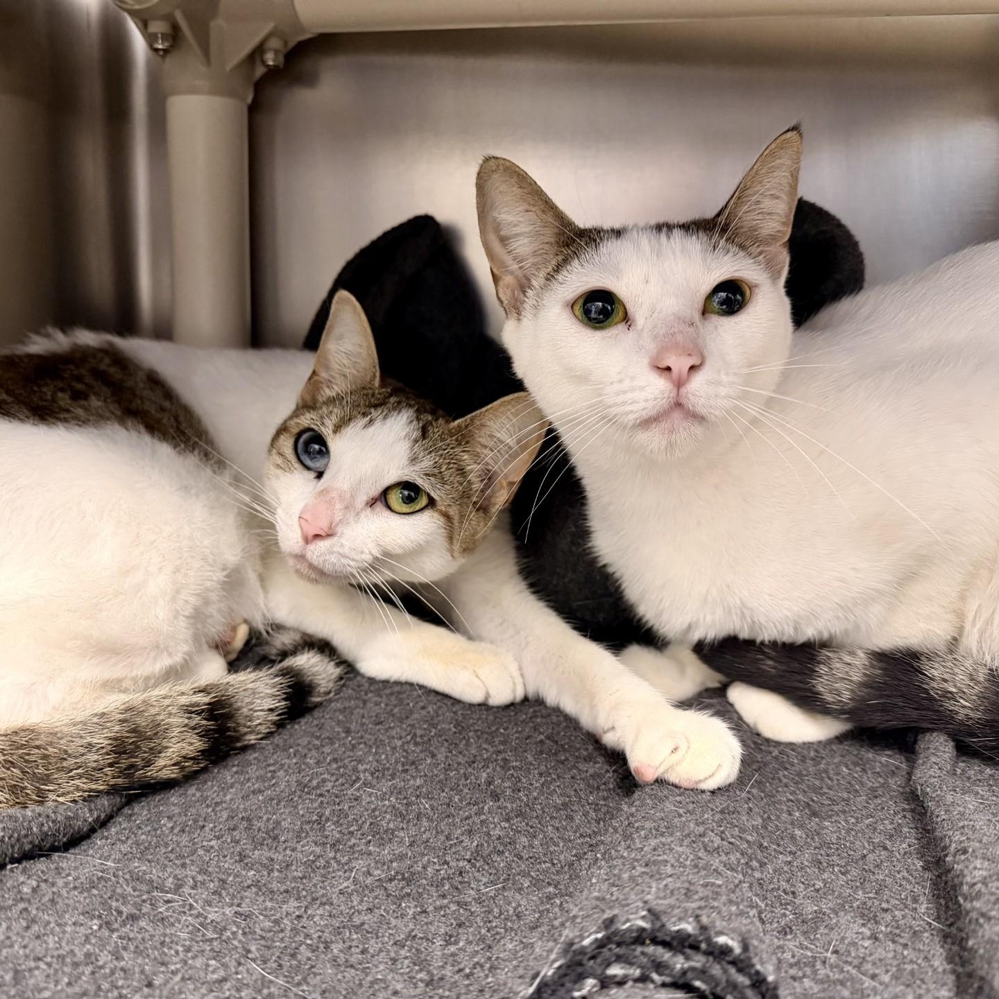 Enlarge Kiara, a ADOPTABLE Domestic Short Hair in Manahawkin, NJ image 3/3
