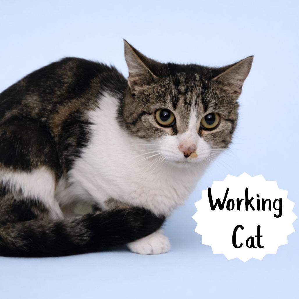 Cynthia, Adoptable, Young Female Domestic Short Hair.