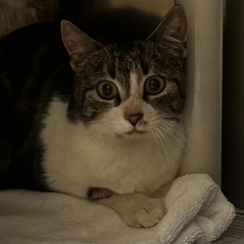 Enlarge Cynthia, a Adoptable mixed breed in Concord, NC image 2/2