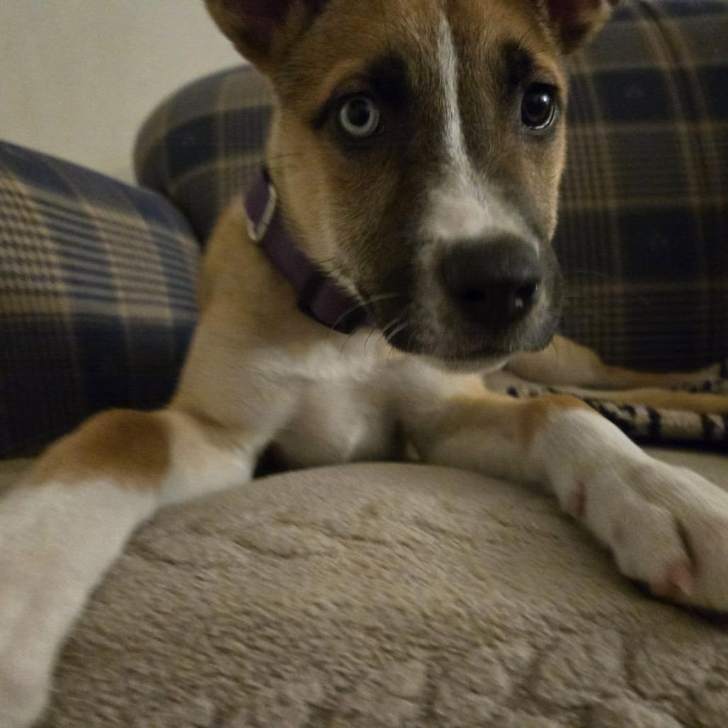 Harbour K5, a Adoptable mixed breed in Union, MO image 1/6