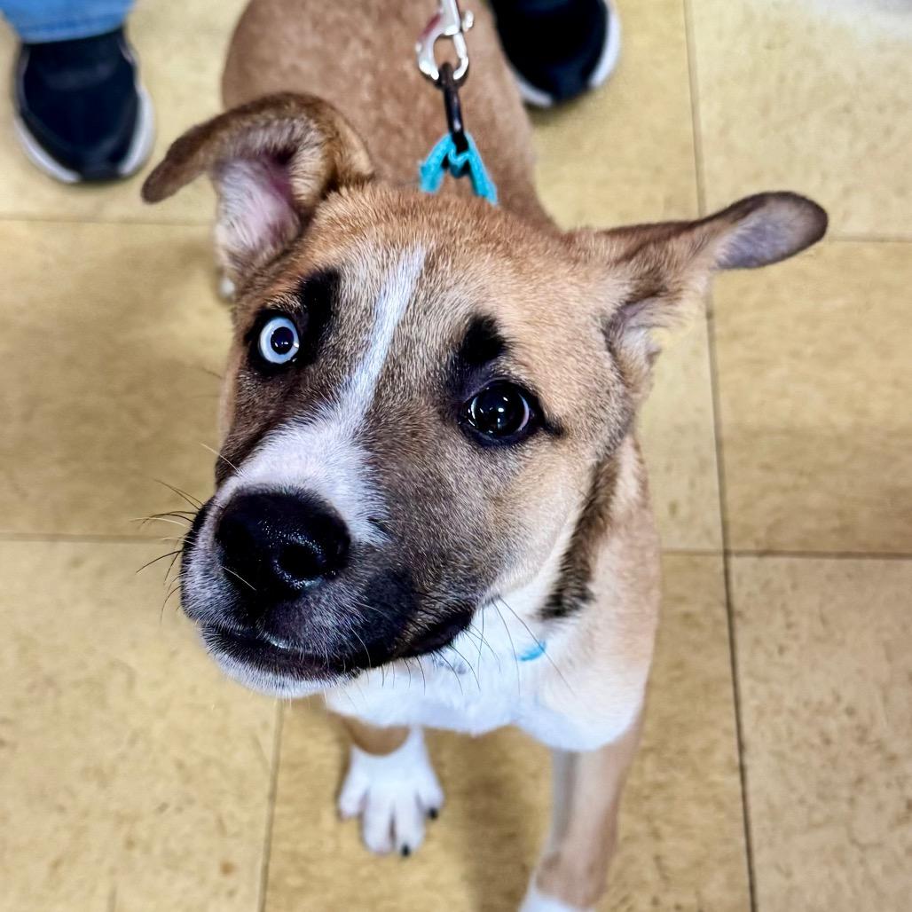 Harbour K5, a Adoptable mixed breed in Union, MO image 2/6