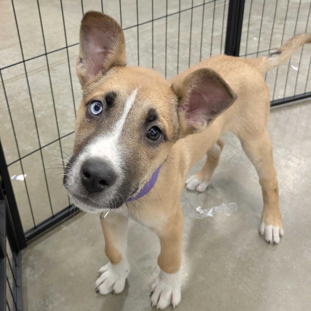 Harbour K5, a Adoptable mixed breed in Union, MO image 4/6