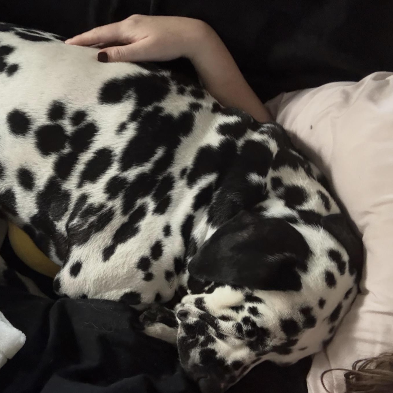 Enlarge Doug-Boston, MA, a Adoptable Dalmatian in Boston, MA image 5/5