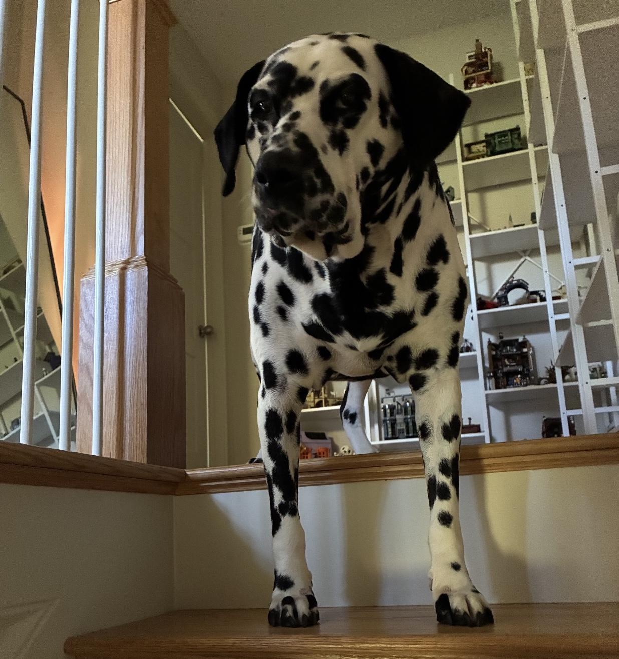 Doug-Boston, MA, Adoptable, Adult Male Dalmatian.