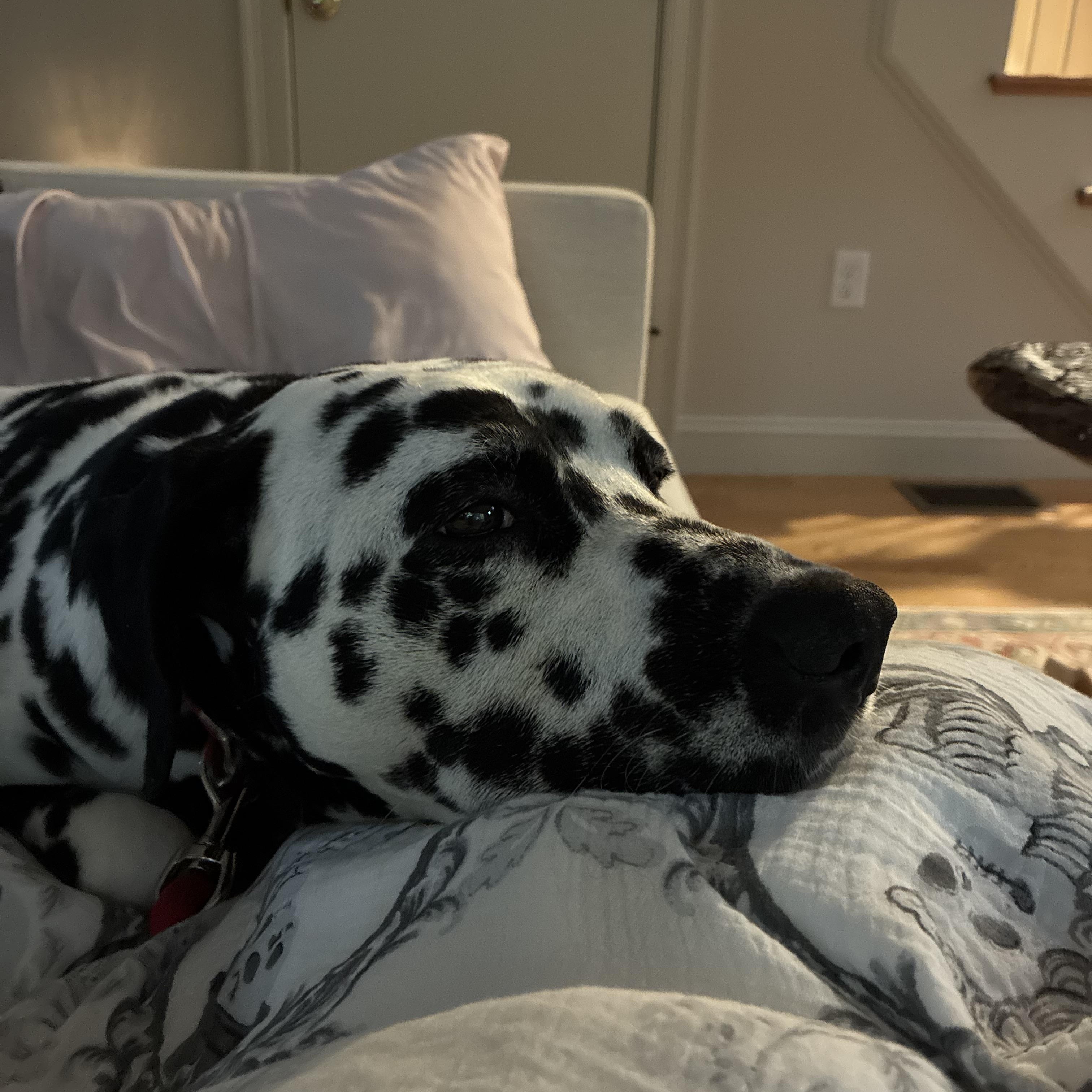 Enlarge Doug-Boston, MA, a Adoptable Dalmatian in Boston, MA image 4/5
