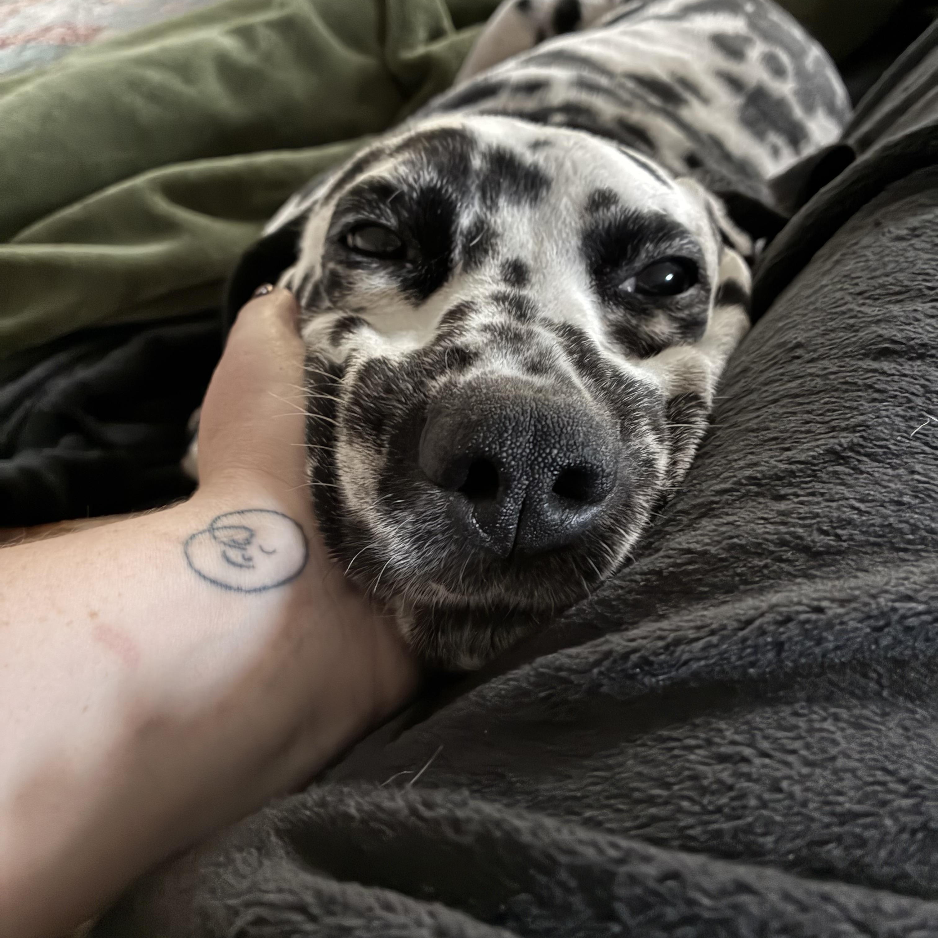 Enlarge Doug-Boston, MA, a Adoptable Dalmatian in Boston, MA image 3/5