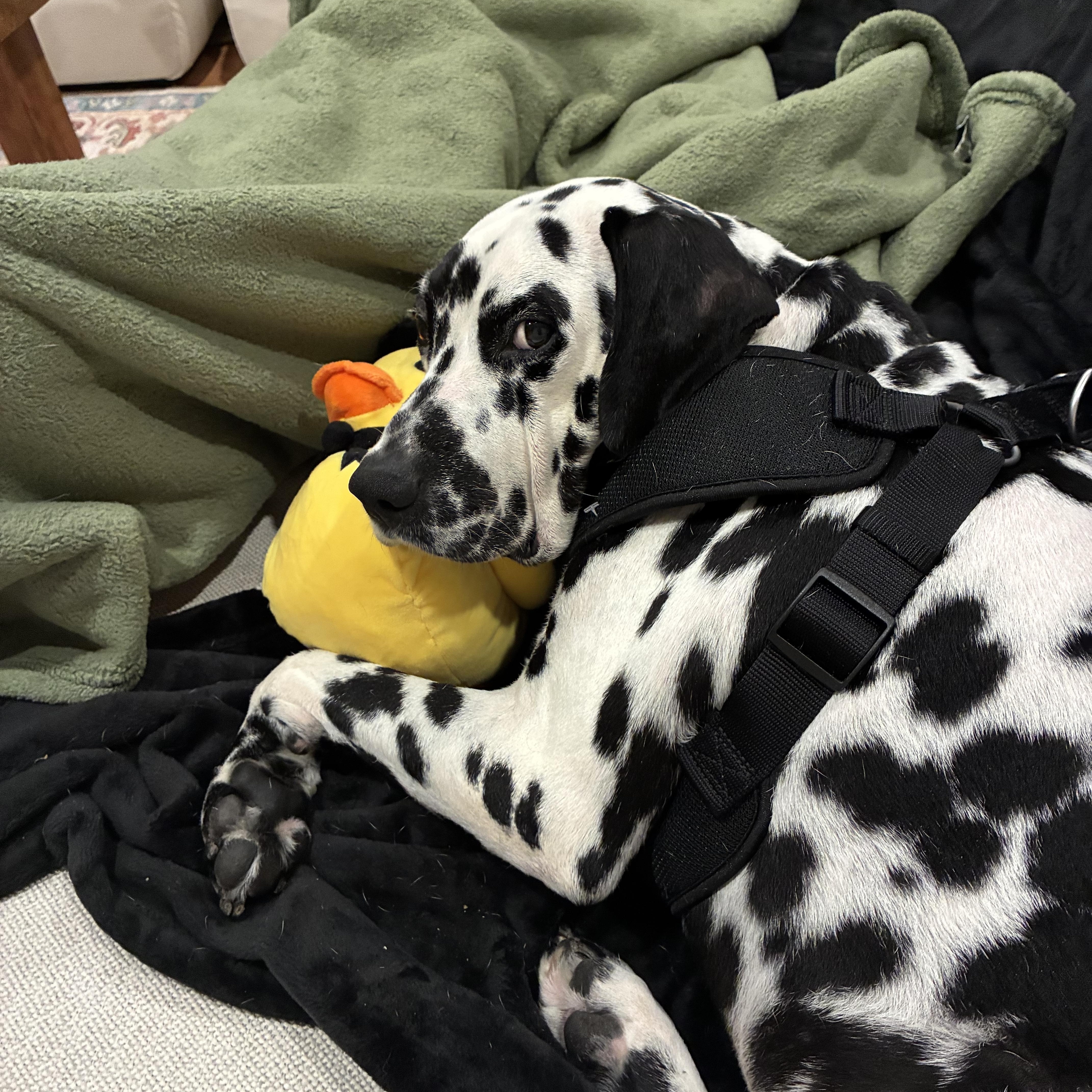 Enlarge Doug-Boston, MA, a Adoptable Dalmatian in Boston, MA image 2/5