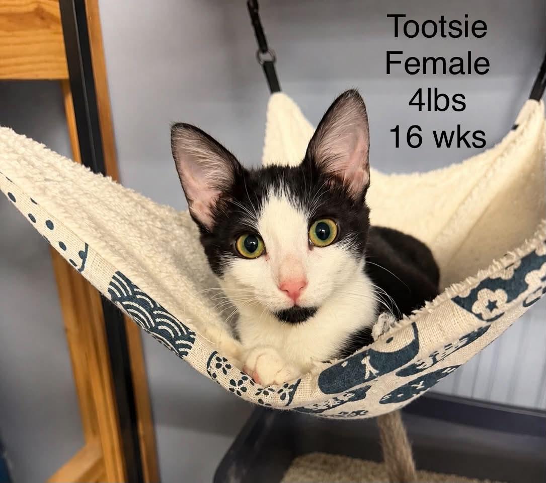 Enlarge Tootsie - Sweet and affectionate, a Adoption Pending Domestic Short Hair in Muskego, WI image 2/2