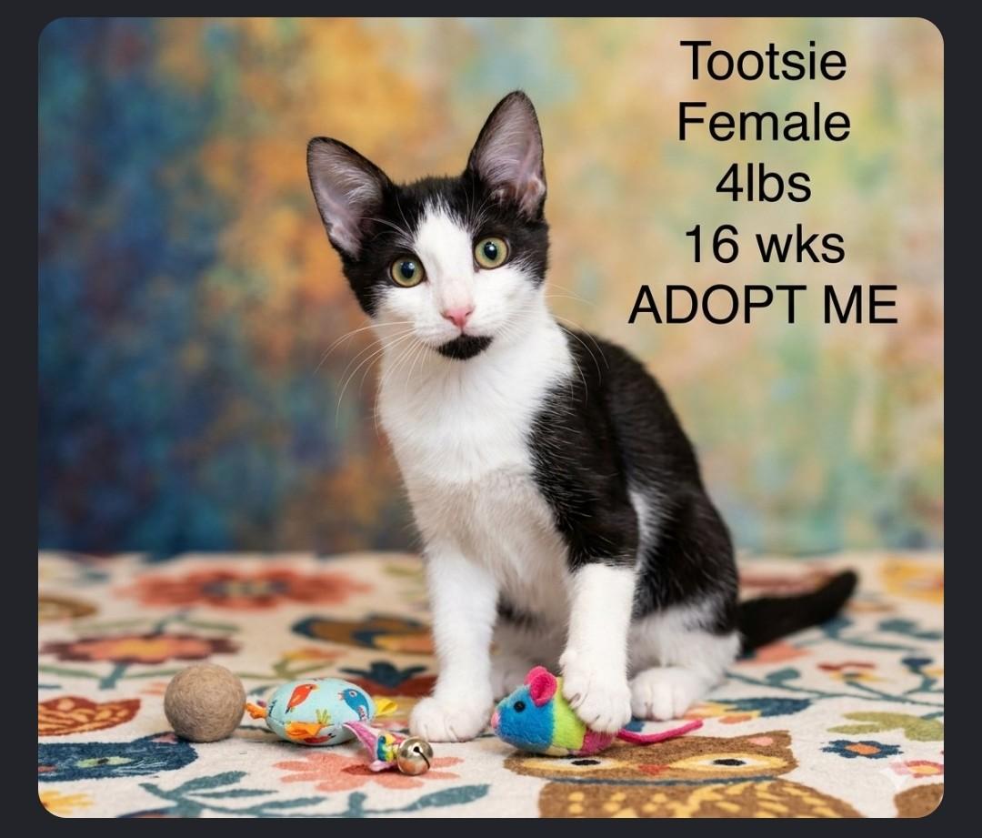 Tootsie - Sweet and affectionate, Adoptable, Kitten Female Domestic Short Hair.