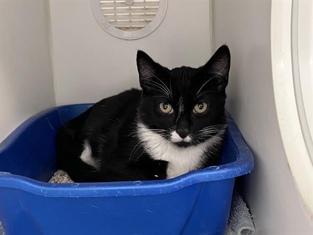 BRYCE, Adoptable, Kitten Male Domestic Short Hair.