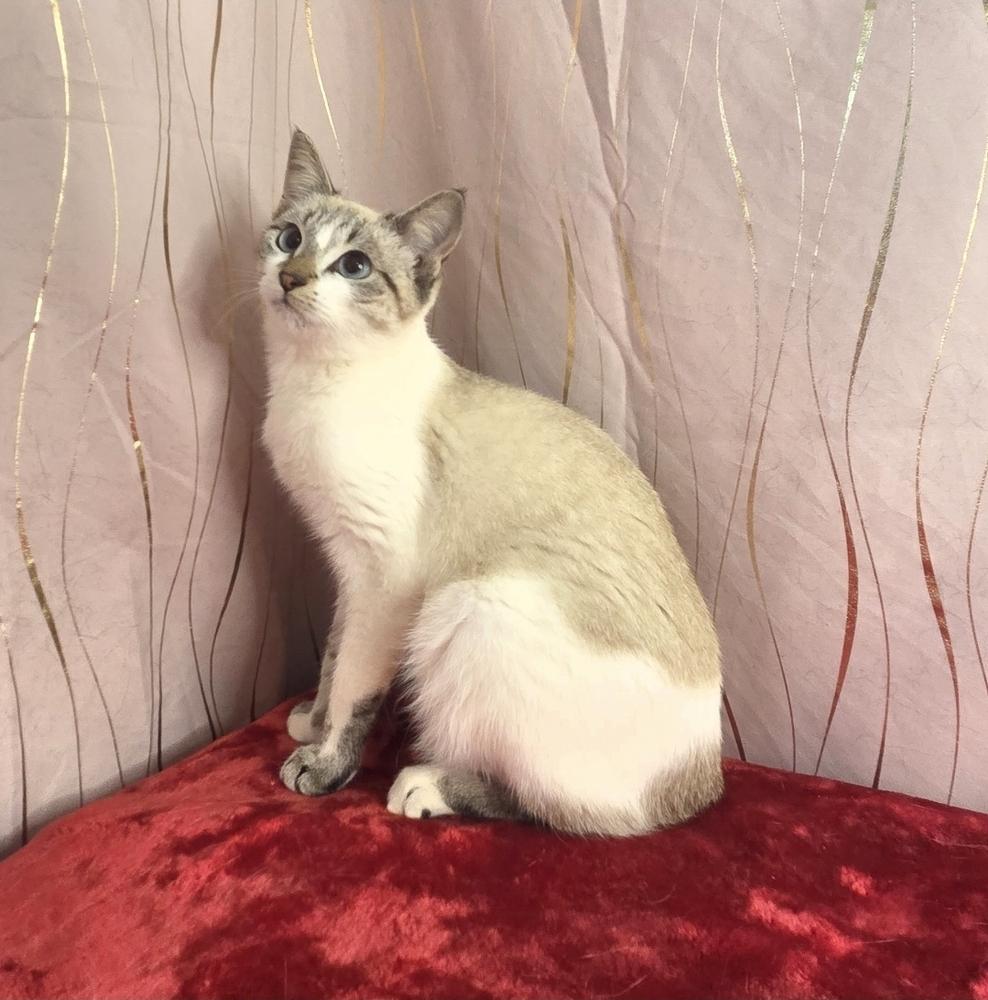 Lathenia, a Adoptable Siamese in Long Beach, MS image 1/6