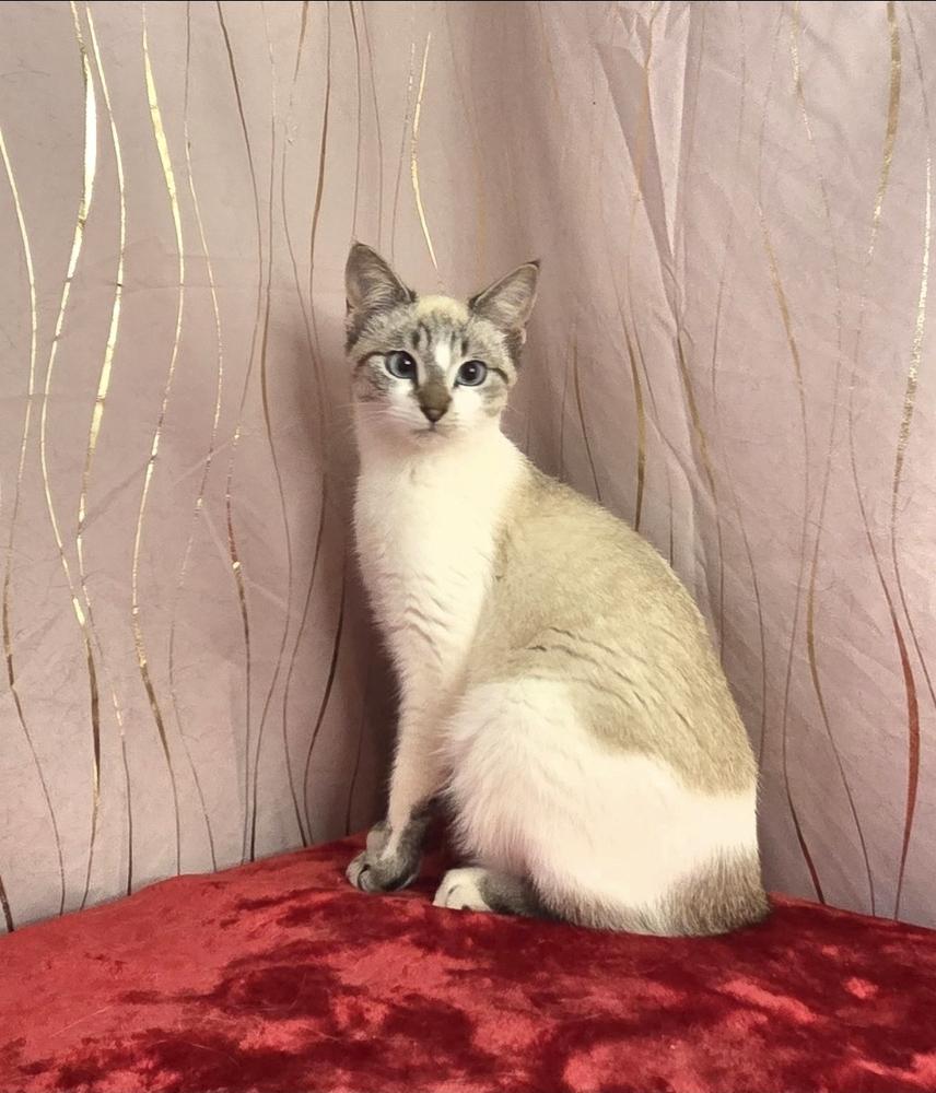 Lathenia, a Adoptable Siamese in Long Beach, MS image 2/6