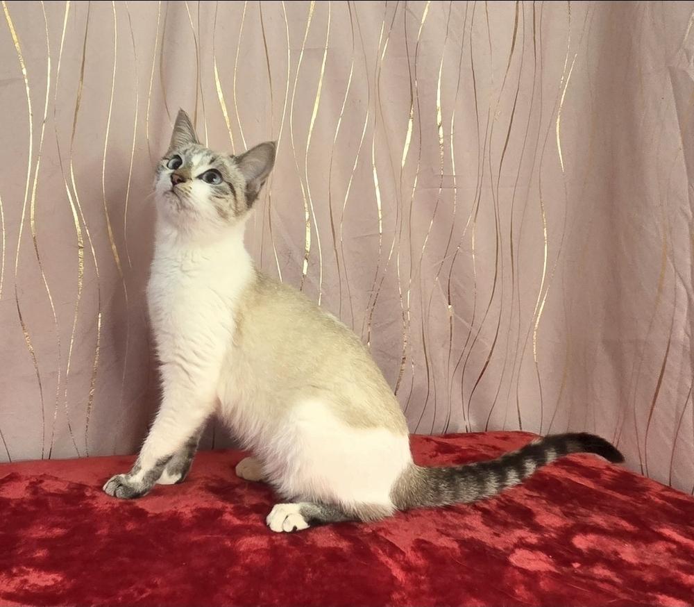 Lathenia, a Adoptable Siamese in Long Beach, MS image 3/6
