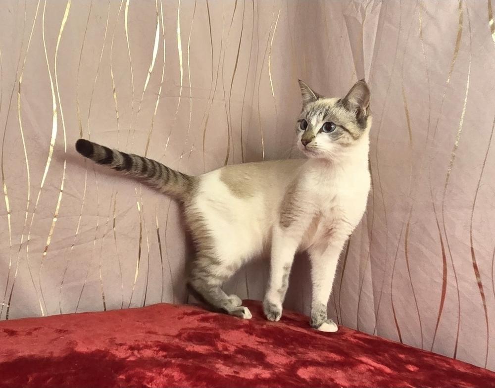 Lathenia, a Adoptable Siamese in Long Beach, MS image 4/6