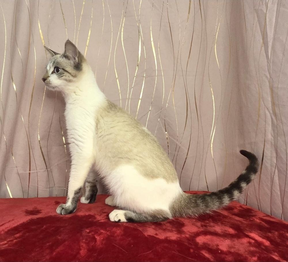 Lathenia, a Adoptable Siamese in Long Beach, MS image 5/6