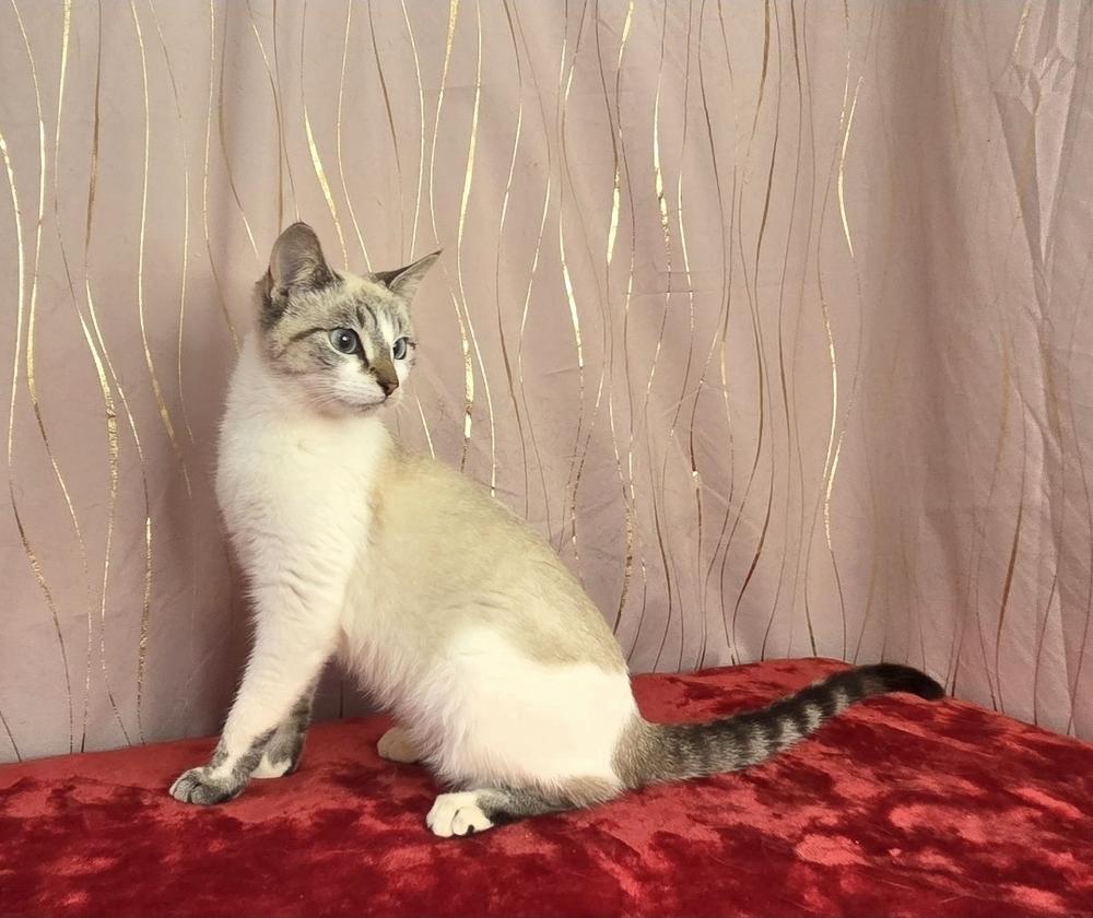 Lathenia, a Adoptable Siamese in Long Beach, MS image 6/6