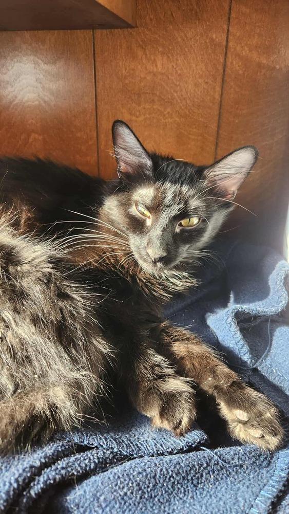 Girly Pop E., Adoptable, Adult Female Domestic Medium Hair.