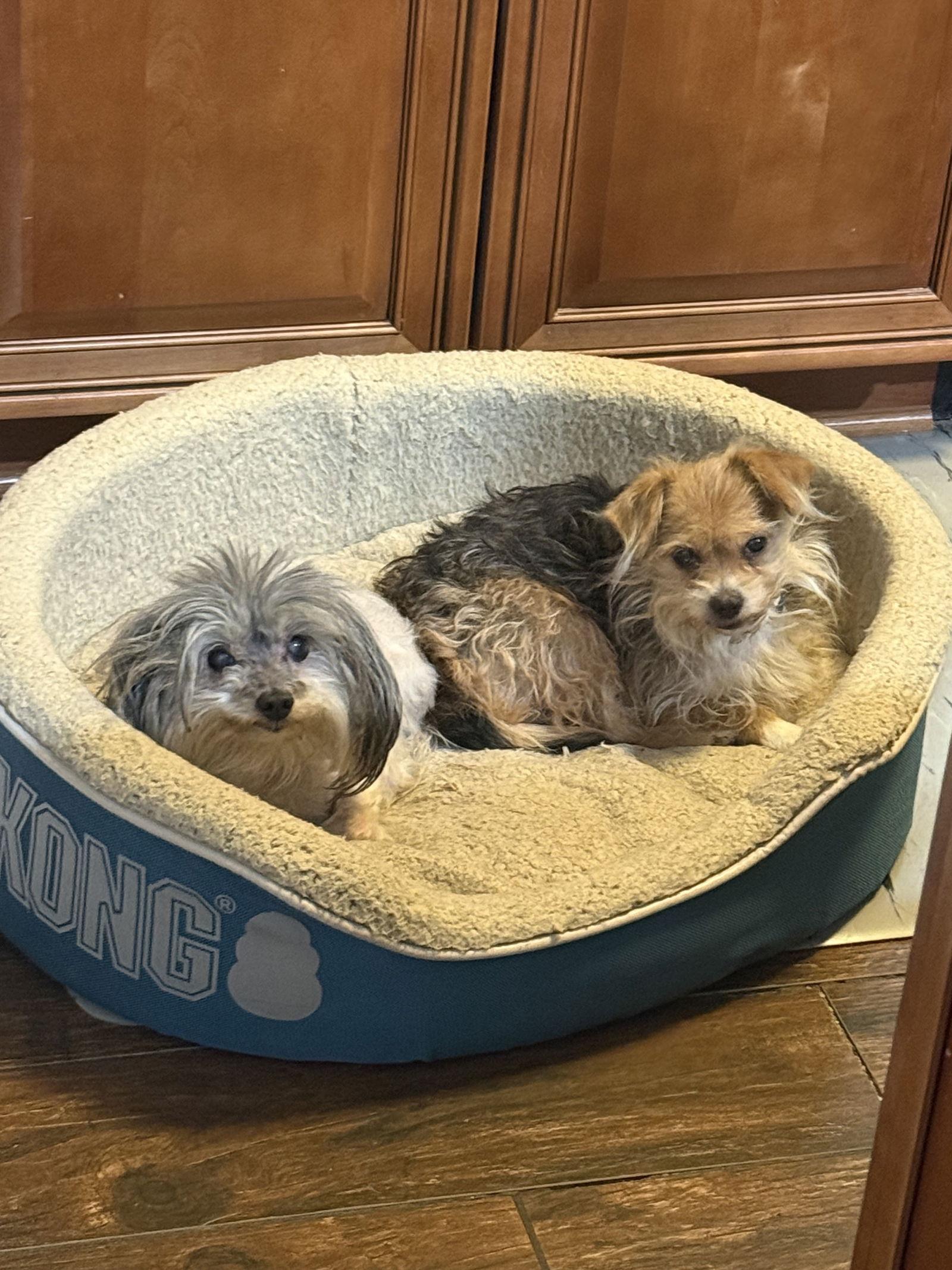 Harrybonded thumbnail 3