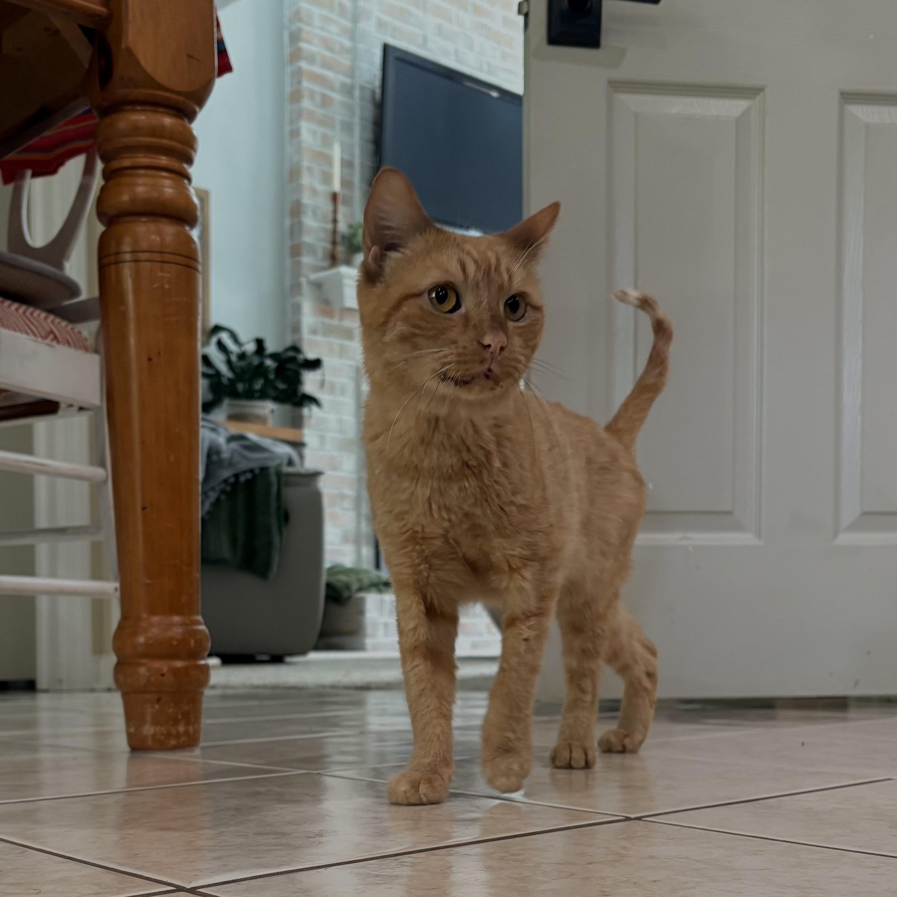 Enlarge Gorgonzola, a Adoptable Domestic Short Hair in North Huntingdon, PA image 4/6