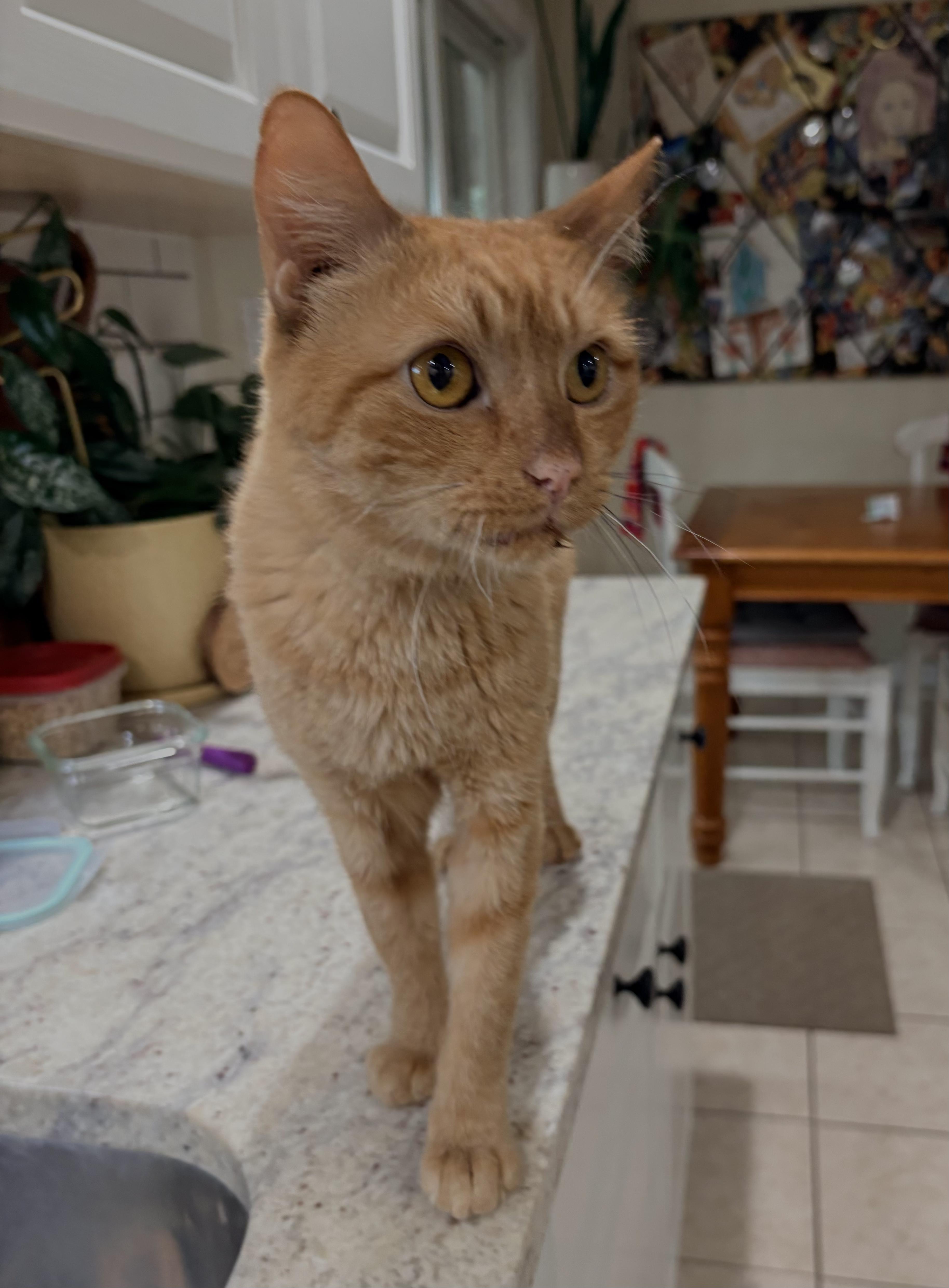 Enlarge Gorgonzola, a Adoptable Domestic Short Hair in North Huntingdon, PA image 3/6