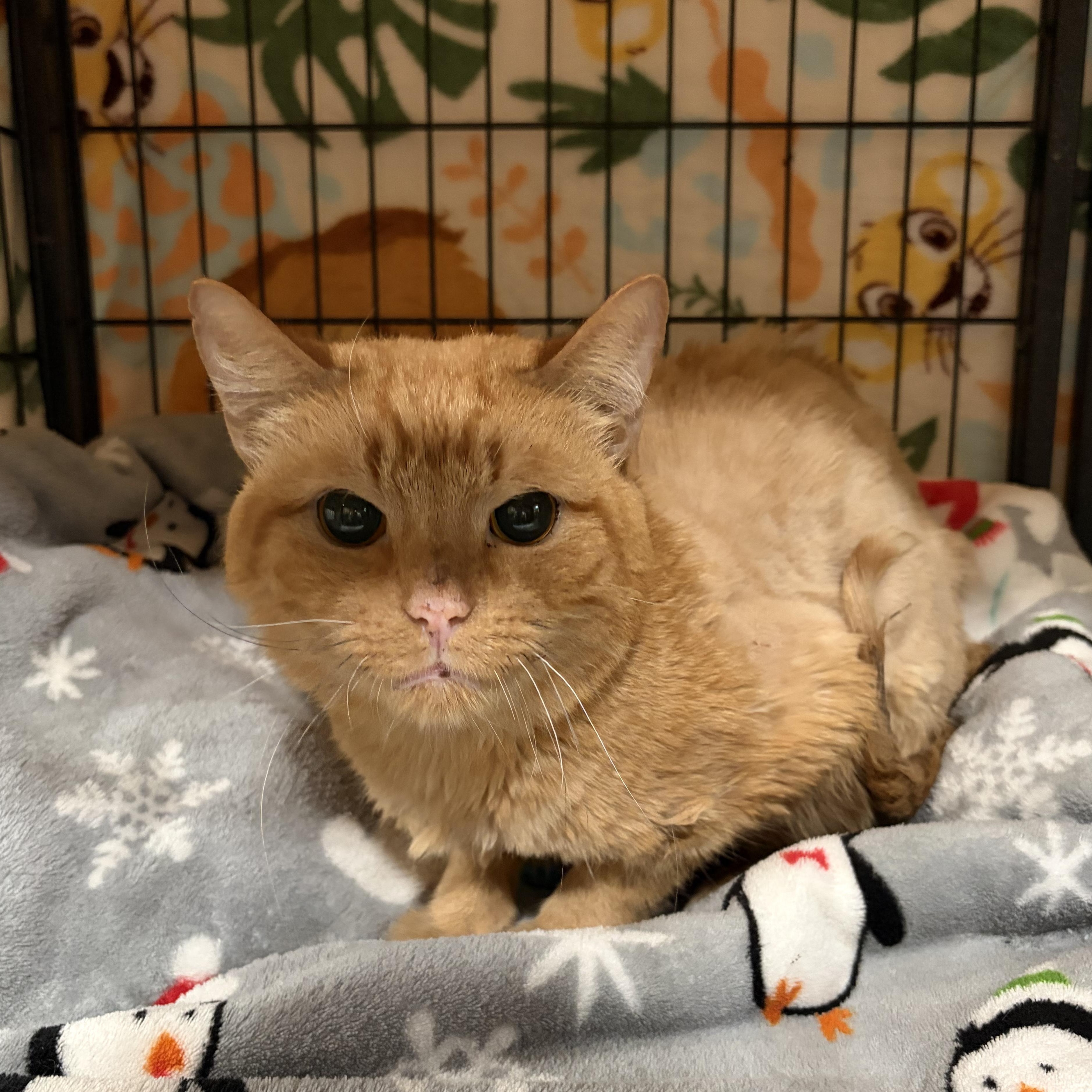 Enlarge Gorgonzola, a Adoptable Domestic Short Hair in North Huntingdon, PA image 5/6