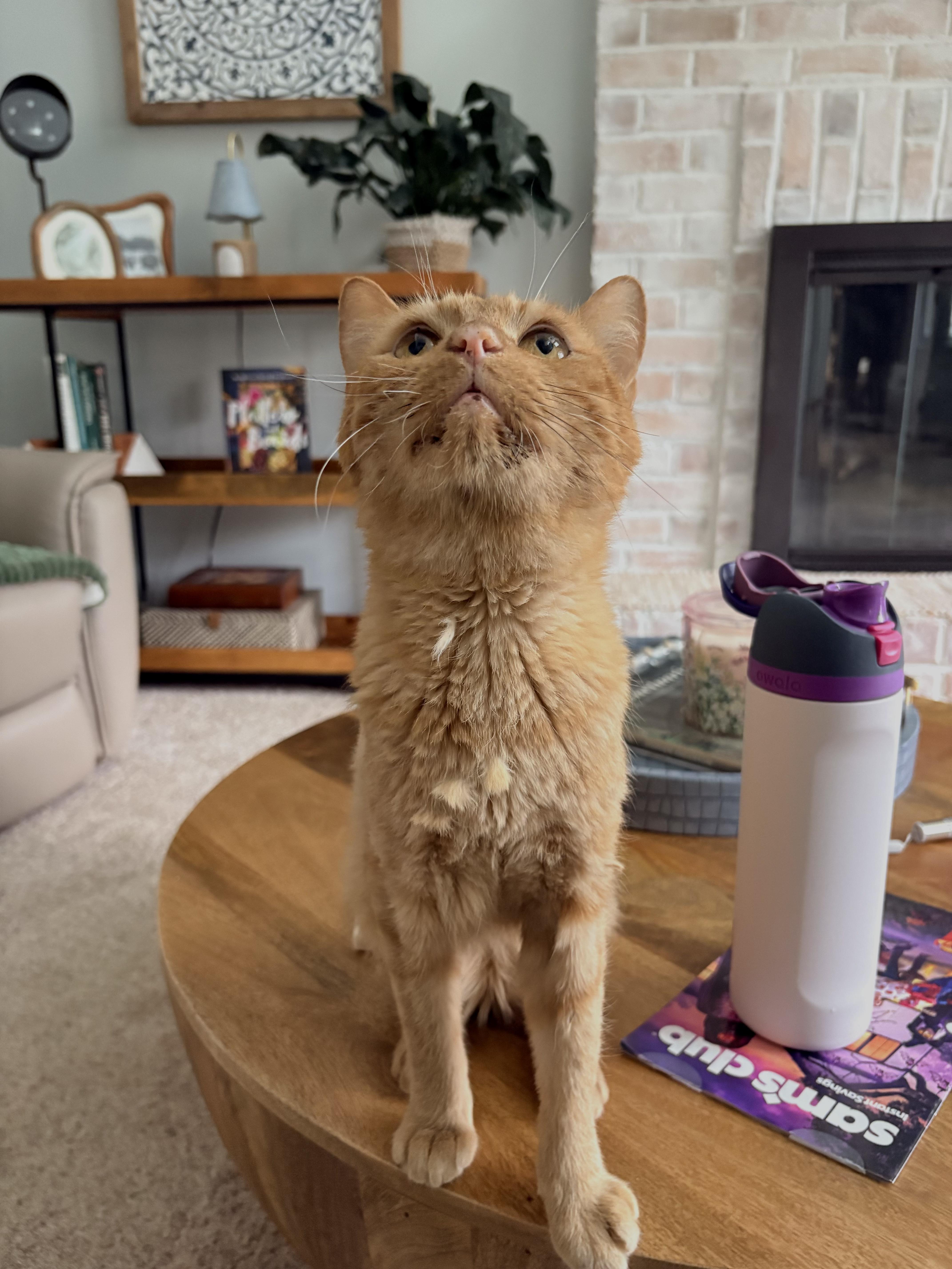 Enlarge Gorgonzola, a Adoptable Domestic Short Hair in North Huntingdon, PA image 6/6