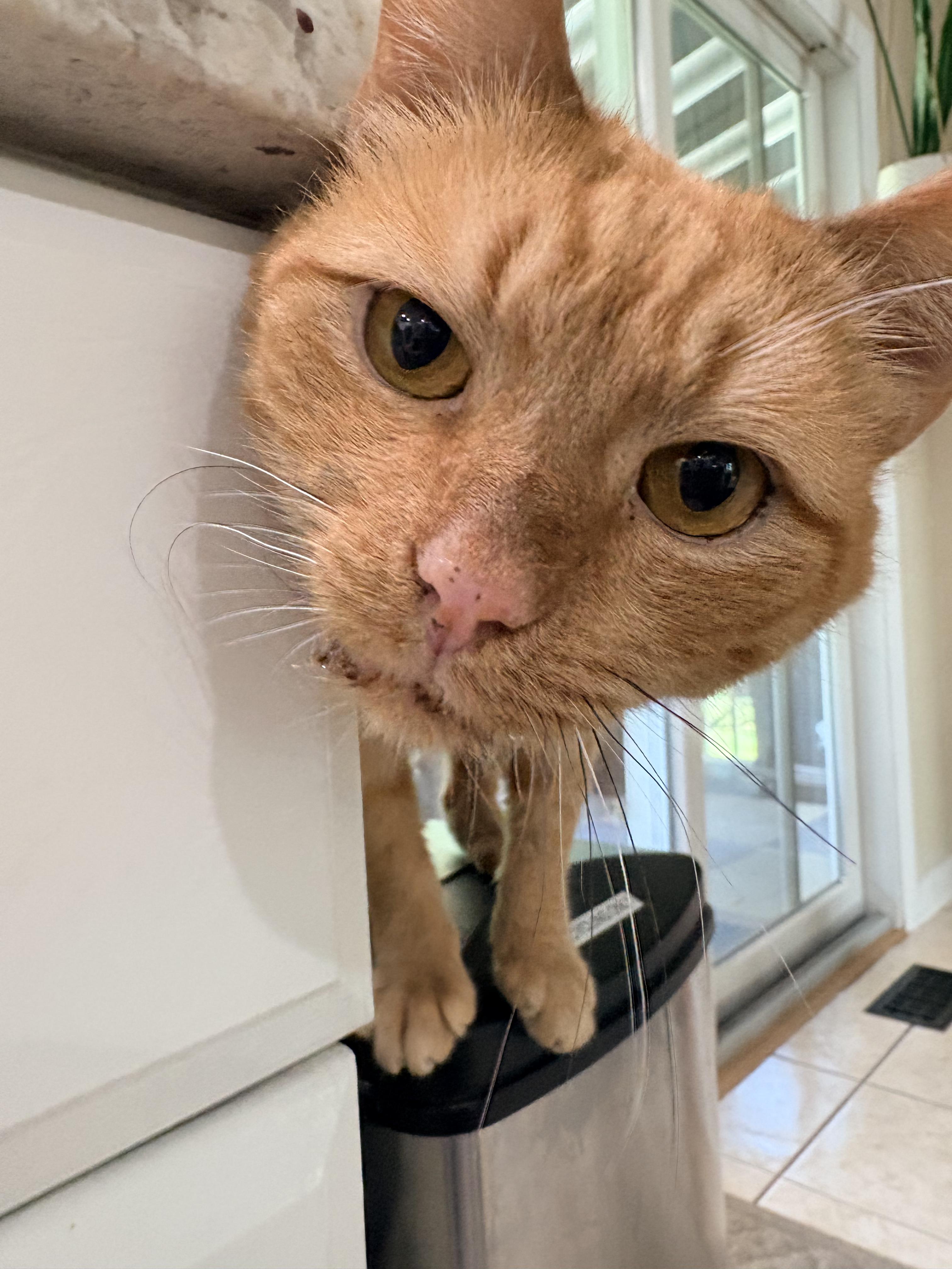 Enlarge Gorgonzola, a Adoptable Domestic Short Hair in North Huntingdon, PA image 2/6