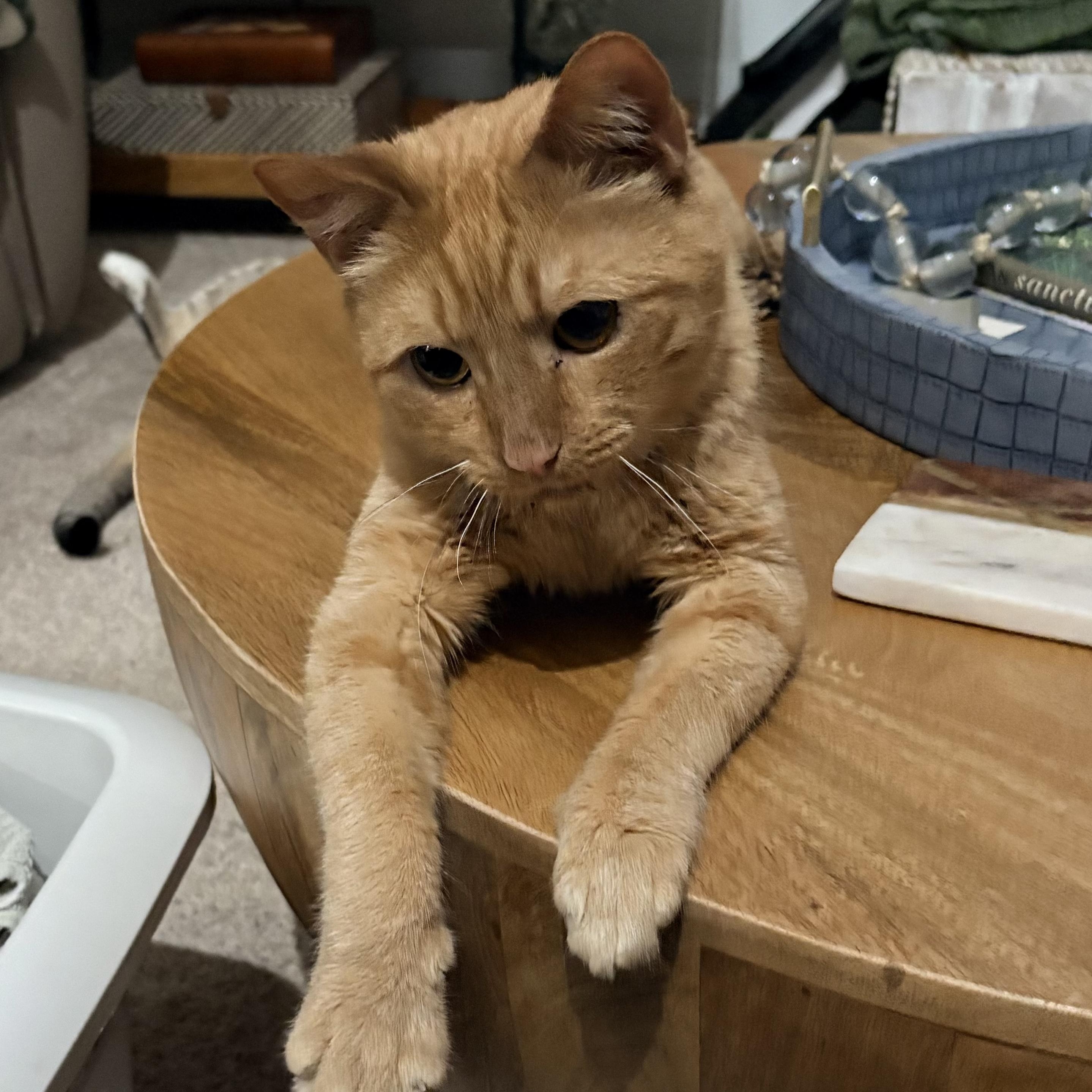 Gorgonzola, Adoptable, Adult Male Domestic Short Hair.
