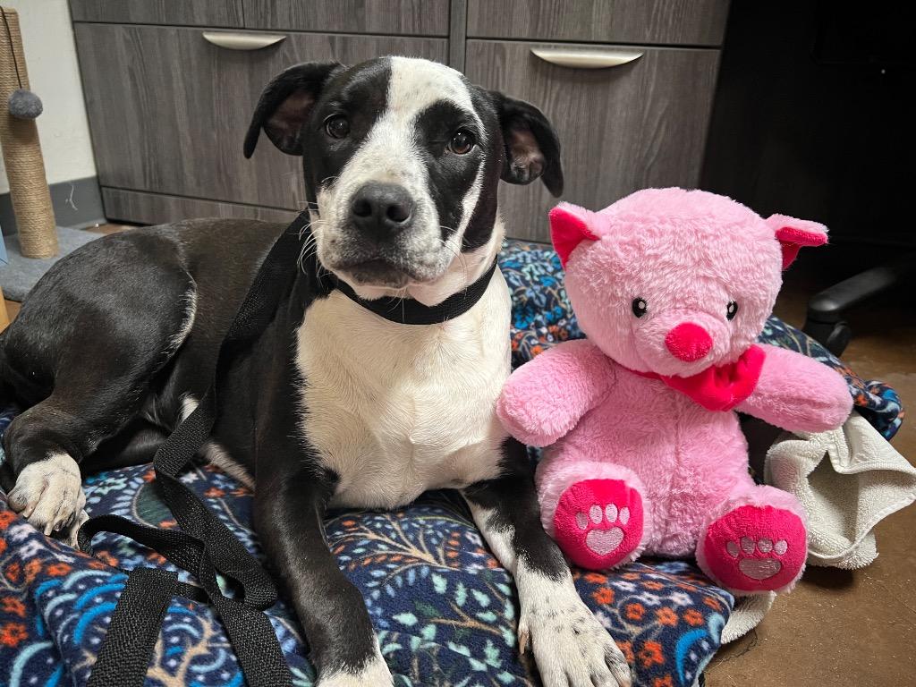 Luna, Adoptable, Puppy Female Pit Bull Terrier & Australian Cattle Dog / Blue Heeler.