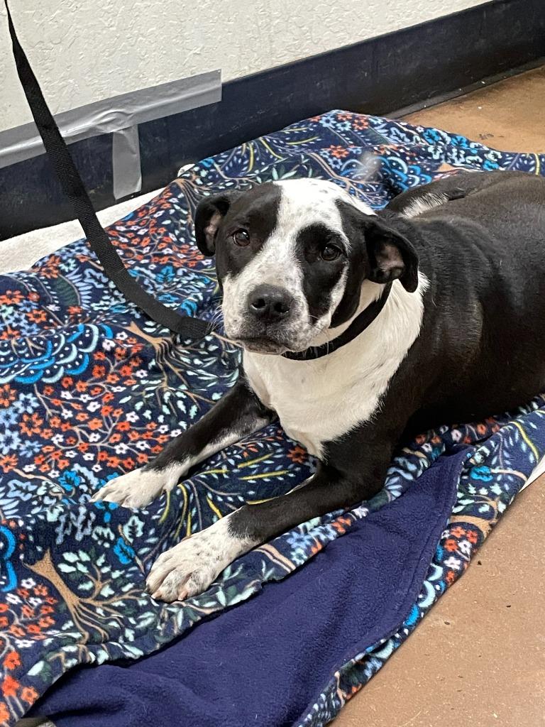 Enlarge Luna, a Adoptable mixed breed in Chico, CA image 2/5