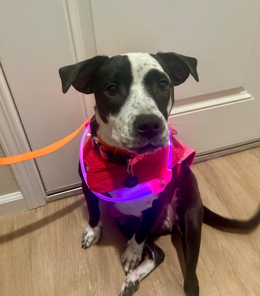 Enlarge Luna, a Adoptable mixed breed in Chico, CA image 3/5