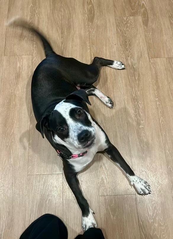 Enlarge Luna, a Adoptable mixed breed in Chico, CA image 4/5