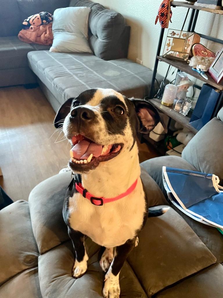 Enlarge Luna, a Adoptable mixed breed in Chico, CA image 5/5