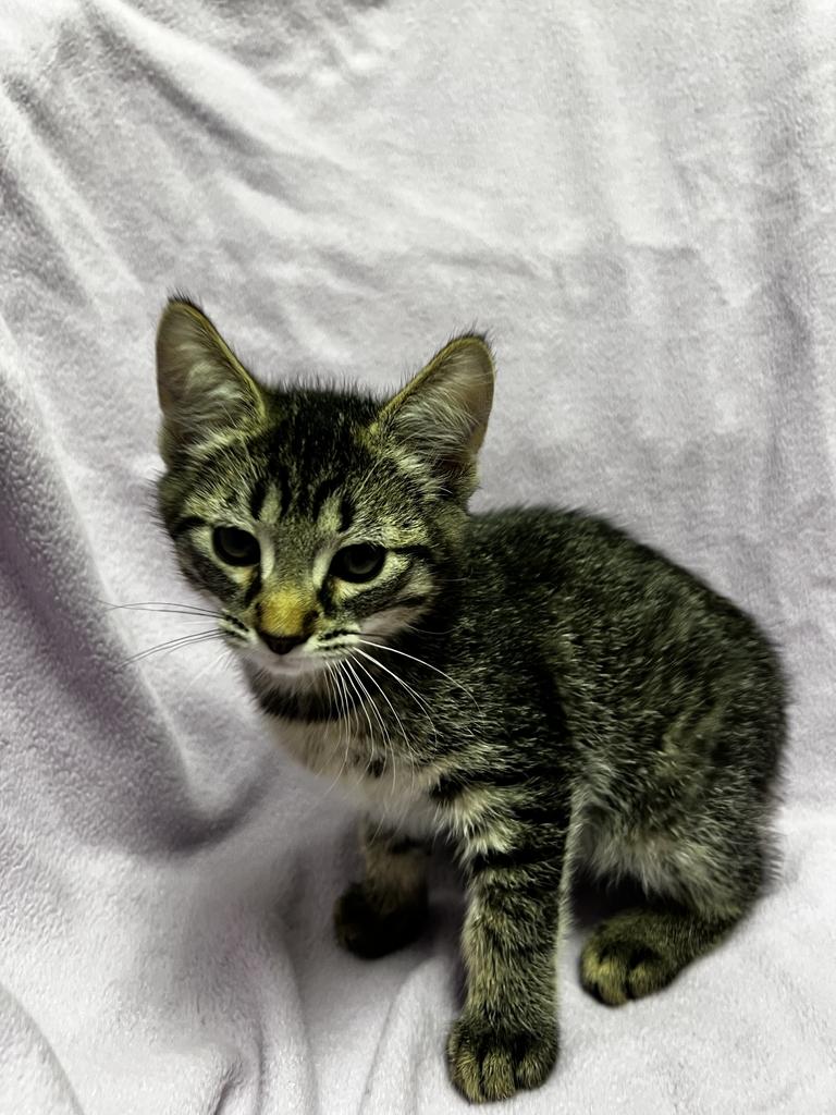 Moe, a ADOPTABLE Domestic Short Hair in Jackson, MI image 2/3
