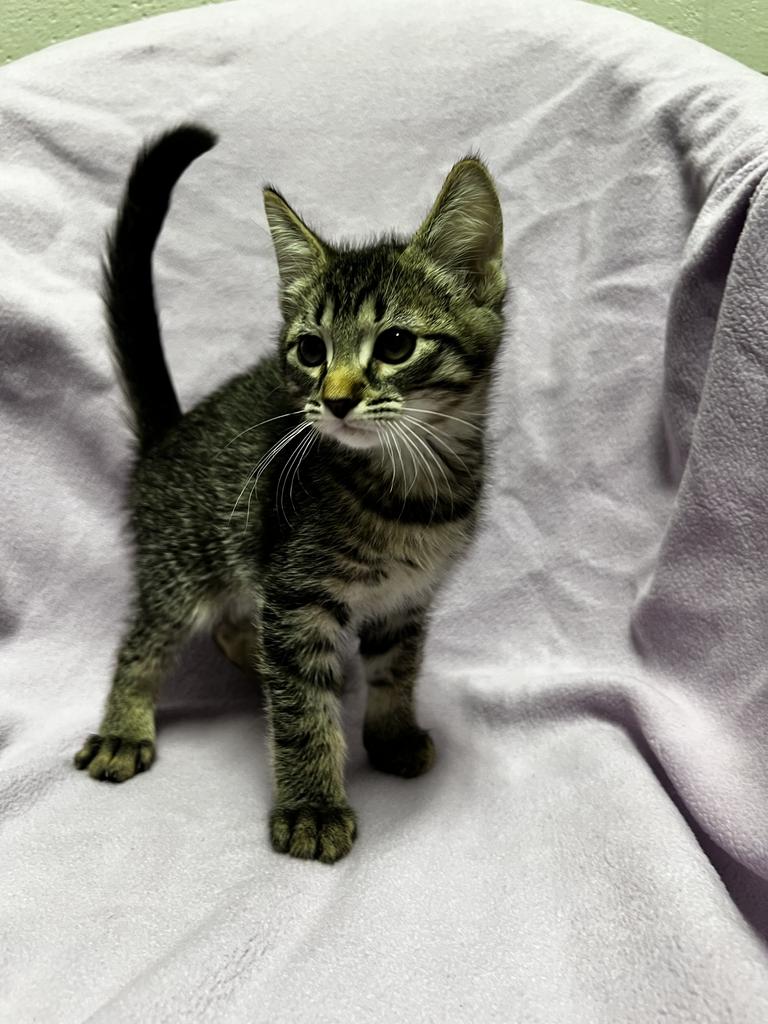 Moe, a ADOPTABLE Domestic Short Hair in Jackson, MI image 3/3