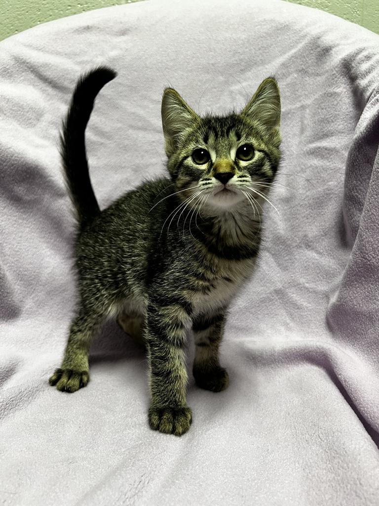 Moe, ADOPTABLE, Kitten Male Domestic Short Hair.